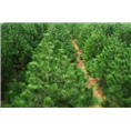 陕西白皮松苗圃本基地 