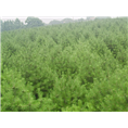 为什么大型基地的4米白皮松价格更低 