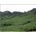白皮松基地 