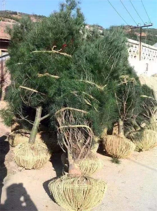 求购蓝田白皮松 