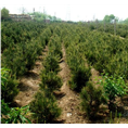 陕西白皮松小苗基地 