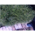 白皮松苗木栽种选择的基本原则 