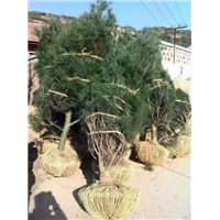 求购蓝田白皮松 