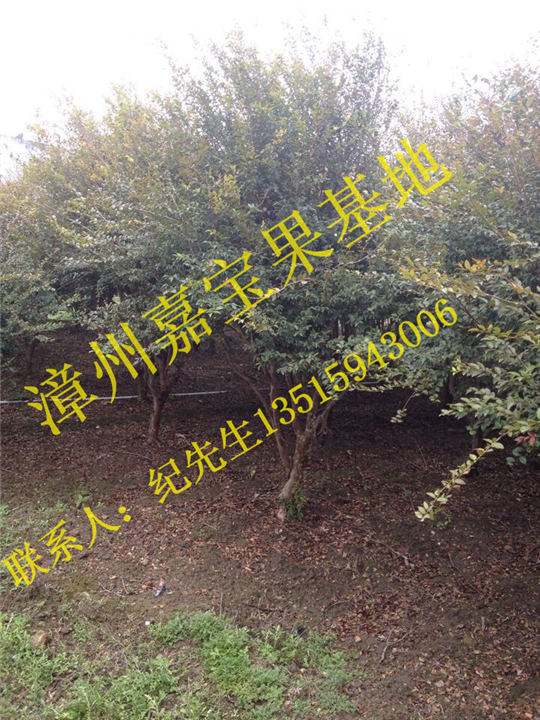 福建嘉宝果树葡萄苗批发 