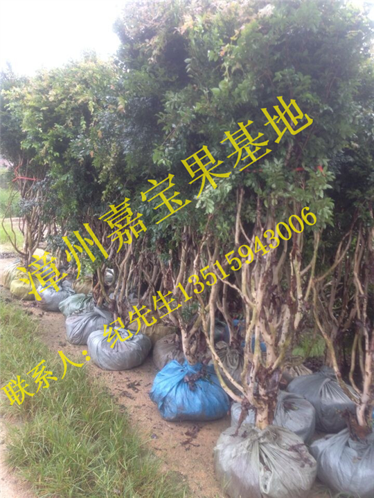 福建嘉宝果树葡萄苗出售 