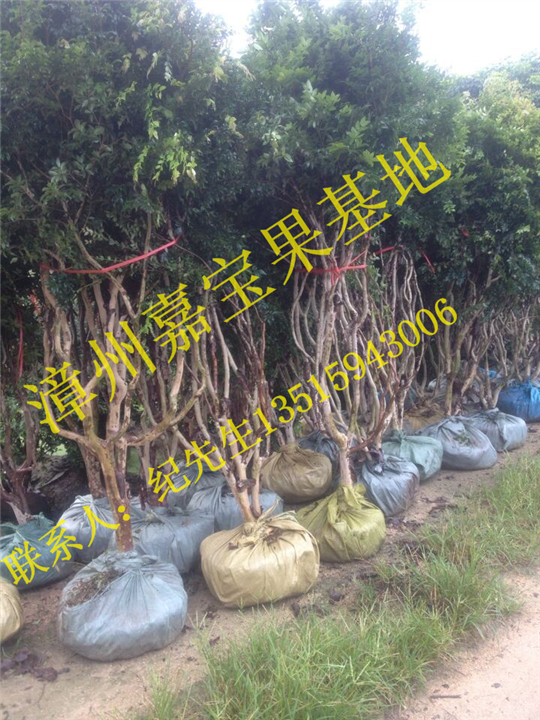福建嘉宝果树葡萄苗行情 