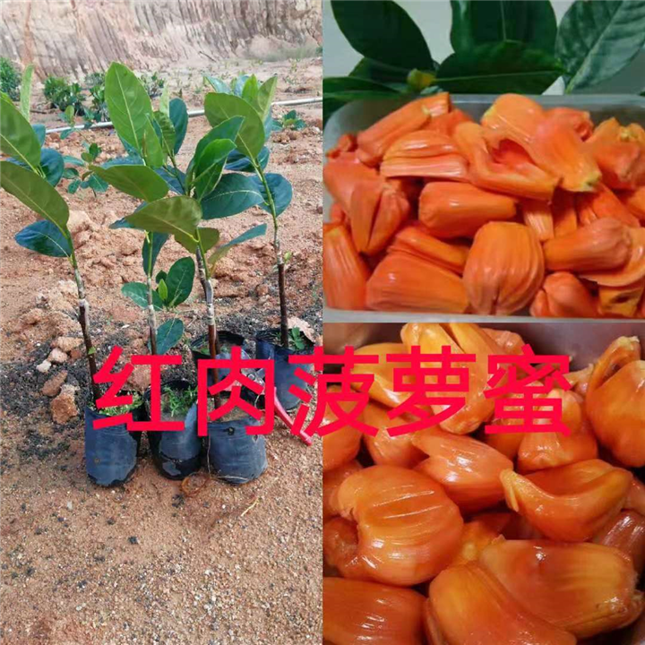 福建粉红菠萝蜜苗 
