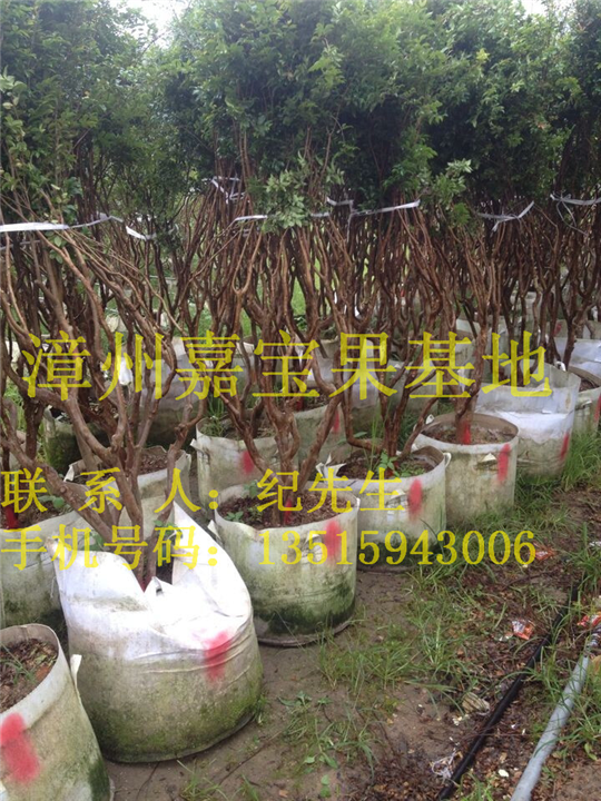 福建嘉宝果袋苗销售 