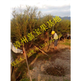 福建嘉宝果树葡萄苗销售 