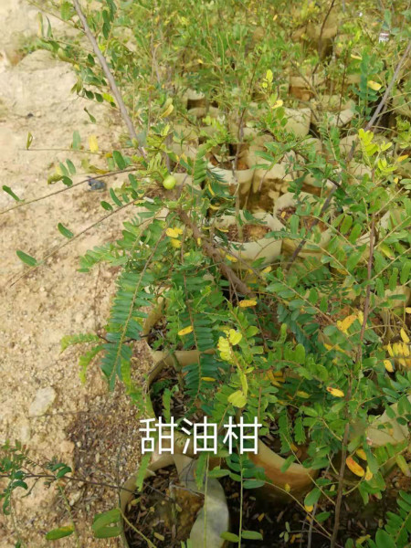 福建甜油柑苗 