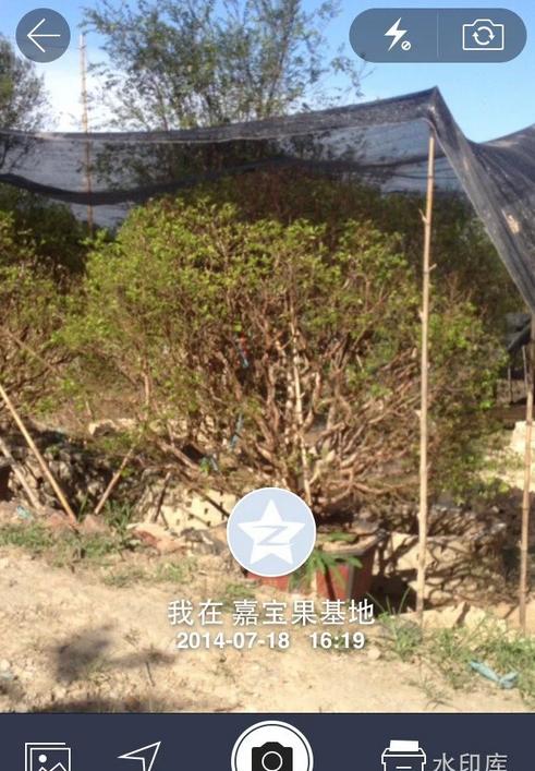 树葡萄批发@批发@销售@供应@价格@直销@行情