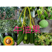 福建牛油果苗 