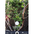 嘉宝果|福建嘉宝果供应