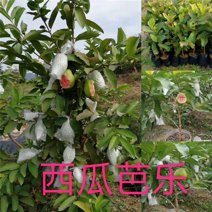 福建西瓜芭乐苗 