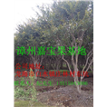 漳州嘉宝果苗批发