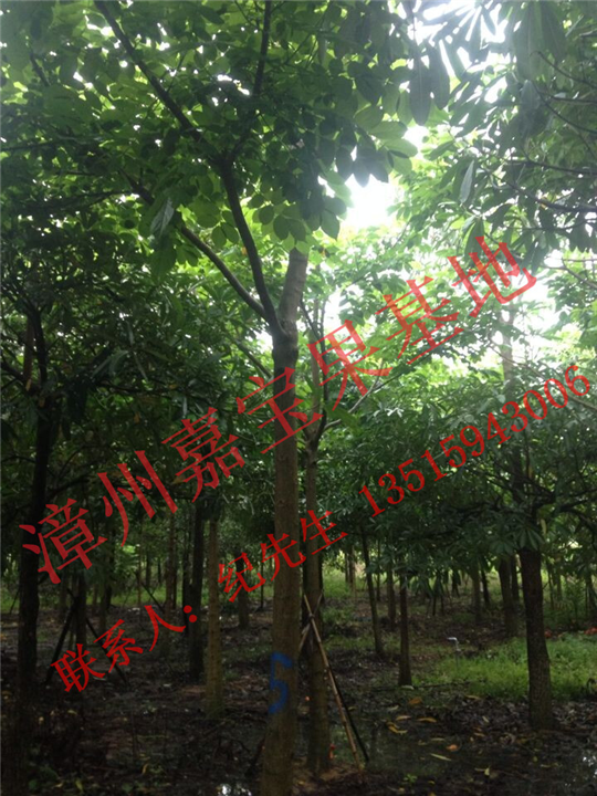 漳州火焰木批发 
