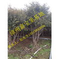 福建嘉宝果树葡萄苗价格 