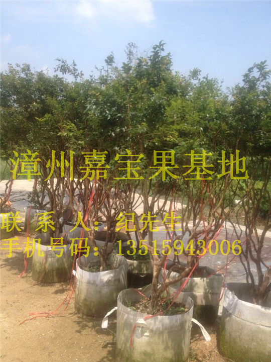 陕西嘉宝果袋苗基地