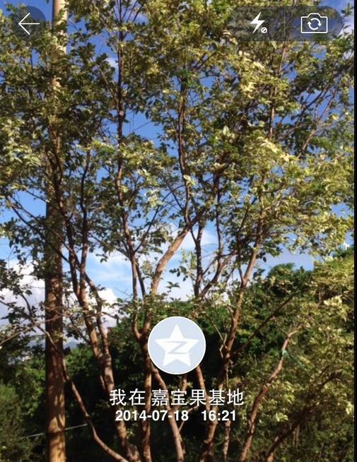 嘉宝果|漳州嘉宝果|树葡萄批发|