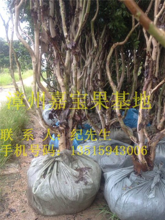 福建嘉宝果袋苗批发 