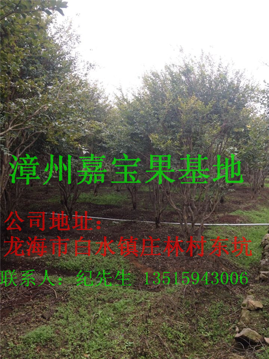 漳州嘉宝果苗基地