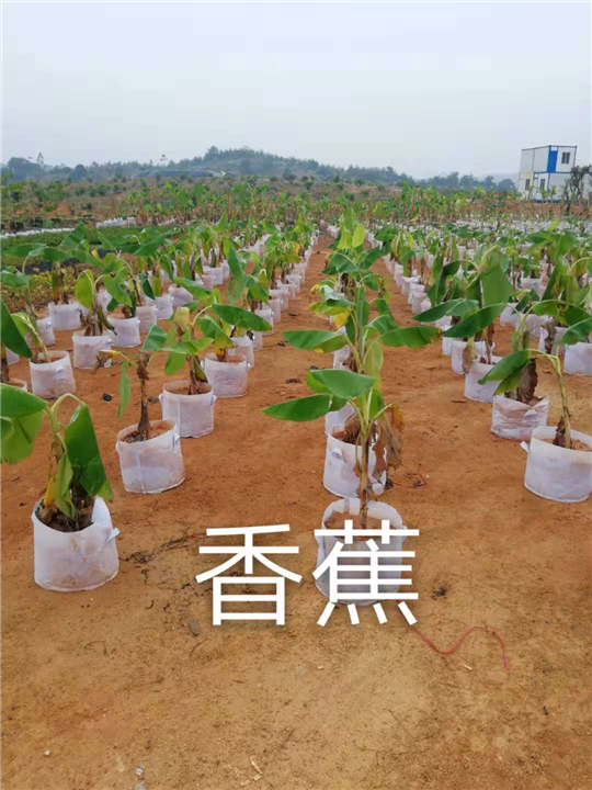 福建香蕉苗 