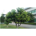 漳州芒果树行情