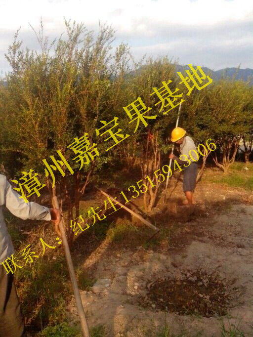 福建嘉宝果树葡萄苗销售 