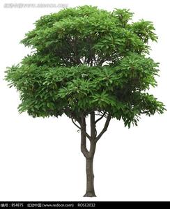 漳州芒果树报价
