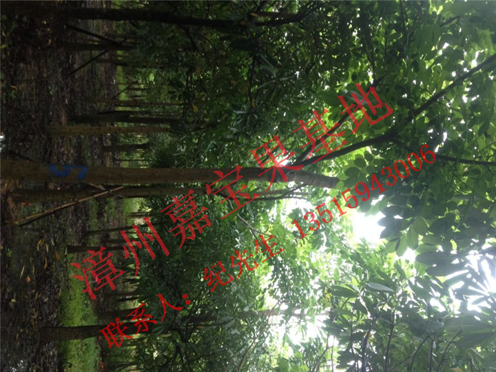 漳州火焰木供应 