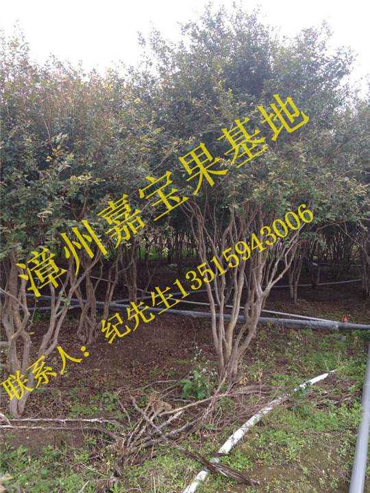 福建嘉宝果树葡萄苗价格 