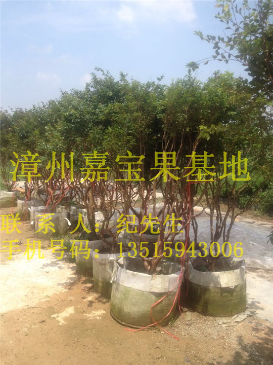 陕西嘉宝果袋苗供应