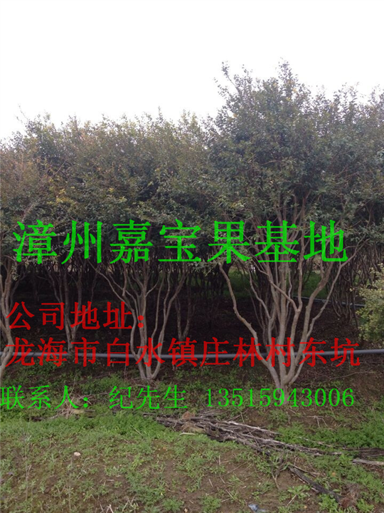 漳州嘉宝果苗报价