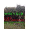 漳州嘉宝果苗批发