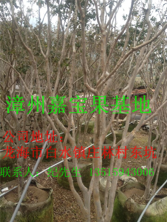 漳州嘉宝果苗种植