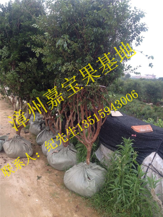福建嘉宝果树葡萄苗出售 