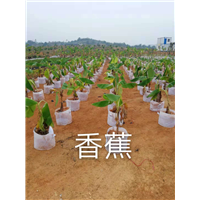 福建香蕉苗