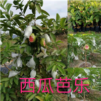 福建西瓜芭乐苗 