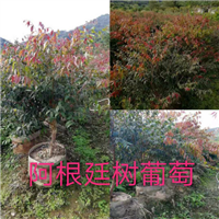 福建阿根廷树葡萄苗 