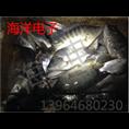咸水捕鱼器效果、咸水捕鱼器多少钱？ 