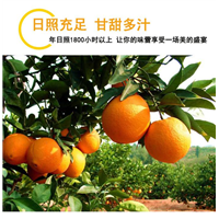 赣州脐橙|赣南脐橙