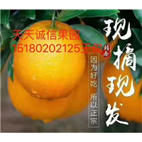 石城脐橙批发|脐橙交易市场