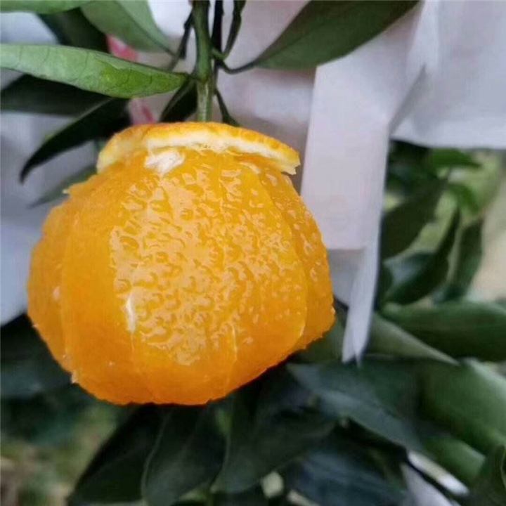 石城脐橙|江西脐橙批发