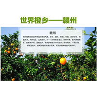 石城脐橙|江西脐橙批发