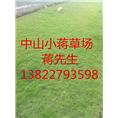 中山绿化草皮-中山绿化草皮基地