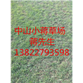 广东绿化草坪-广东绿化草坪基地