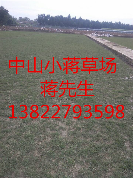 广东绿化草坪-广东绿化草坪基地