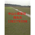 中山绿化草坪-中山绿化草坪基地