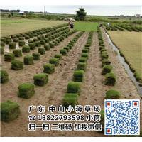 中山马尼拉草皮|中山夏威夷草皮-小蒋草场