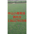 广东绿化草皮-广东绿化草皮基地 